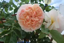 CIMG1174.webp
