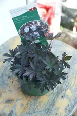 G.pratense,Hocus Pocus,.webp