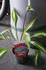 H.x colturum,Cherry Berry,.webp