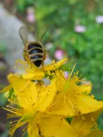 SumBrumm017.webp