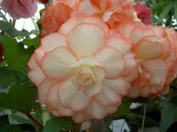 apricot v.webp