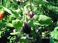 BILD0014.webp