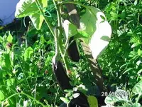 BILD0015.webp