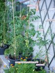 Tomaten_27062011_info.jpg