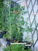 Tomaten_27062011_info.webp