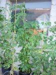 Tomaten1_27062011_info.jpg