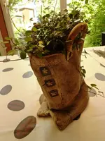 PMuehlenbeckia_2.webp