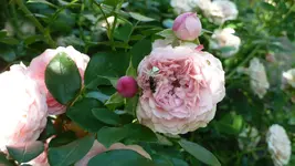 P1070390.webp