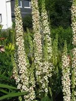 IMG_4028_600x800.webp
