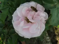 IMG_4040_1067x800.webp
