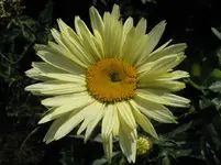 IMG_4038_1067x800.webp