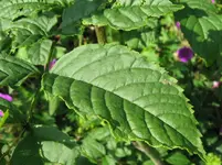 IMG_4060_1067x800.webp