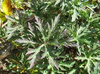 IMG_4091_1067x800.webp