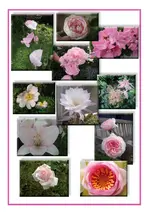 rosa.webp