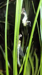 DSC01748 - 201-06-28 - zweite libelle fast raus.webp