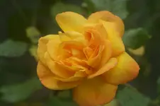 Sahara Strauchr.Tantau 1986.webp