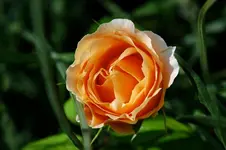 DSC_5973.webp