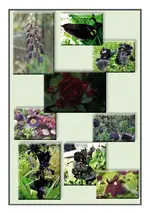schwarz.webp