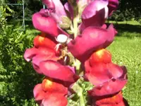 BILD0715.webp