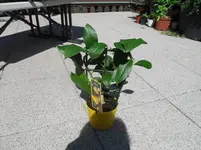 SDC12619.webp