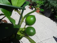 SDC12621.webp