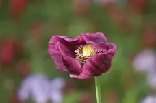 DSC_9575.webp