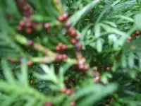 3.webp