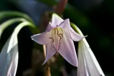 Botanischer Erlangen 40D (4 von 32).webp
