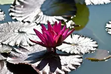 Botanischer Erlangen 40D (7 von 32).webp