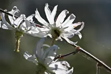Botanischer Erlangen 40D (10 von 32).webp