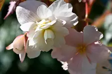 Botanischer Erlangen 40D (9 von 32).webp
