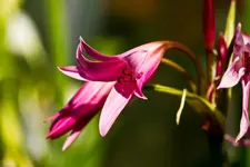 Botanischer Erlangen 7D (4 von 62).webp