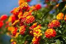 Botanischer Erlangen 7D (10 von 62).webp