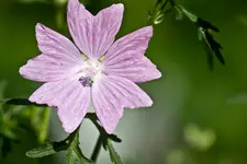 Botanischer Erlangen 7D (30 von 62).webp