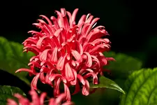 Botanischer Erlangen 7D (45 von 62).webp