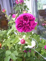 100_6150.webp
