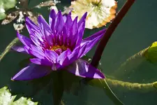 Botanischer Erlangen 7D (13 von 62).webp
