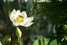 Botanischer Erlangen 7D (17 von 62).webp