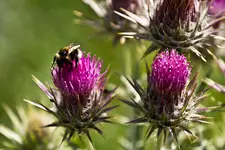Botanischer Erlangen 7D (19 von 62).webp