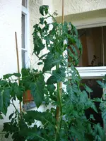 IMG_1939.webp