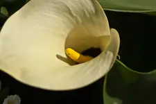 Botanischer Erlangen 40D (1 von 32).webp