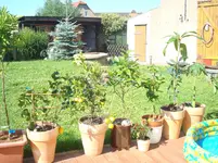 pflanzen juni 2011 002.webp