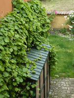 pfeifenwinde3 juni11.webp