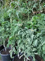 IMG_0453.webp