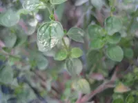 Oregano-small.webp