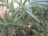 Rosmarin-small.webp