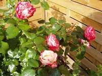 Gartenimpressionen 28 06 007.webp