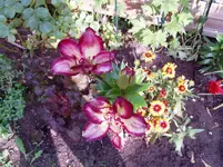 Gartenimpressionen 28 06 002.webp