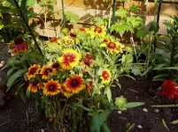 Gartenimpressionen 28 06 003.webp