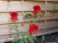 Gartenimpressionen 28 06 005.webp